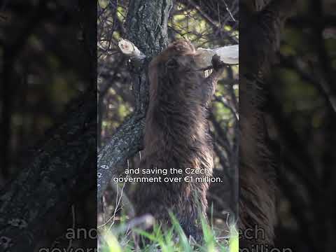 How smart beavers saved millions