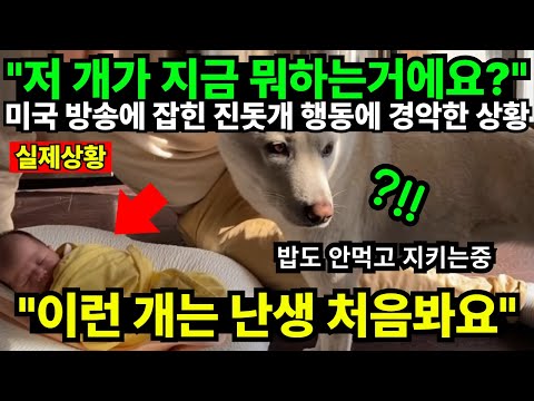 "저 개가 지금 뭐하는거에요?" 미국 방송에 잡힌 진돗개 행동에 경악한 상황 "이런 개는 난생 처음봐요"