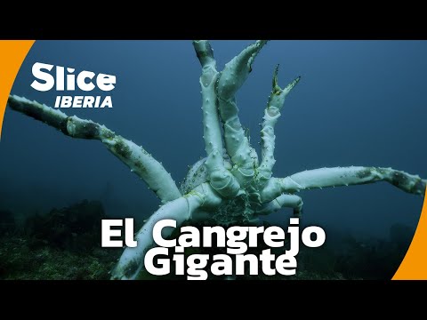 El cangrejo gigante que amenaza el Ártico | SLICE Iberia | DOCUMENTAL COMPLETO