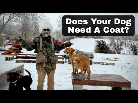 Does My Dog Need A Coat? Breed Comparison & Demonstration
