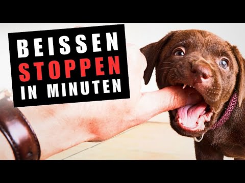 🛑 Welpe BEIßT, in 2 Minuten stoppst du das Beißen
