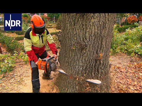 Herbststress für die Holzprofis | Die Nordreportage | NDR Doku
