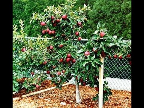 How to prune dwarf apple trees while fruiting?