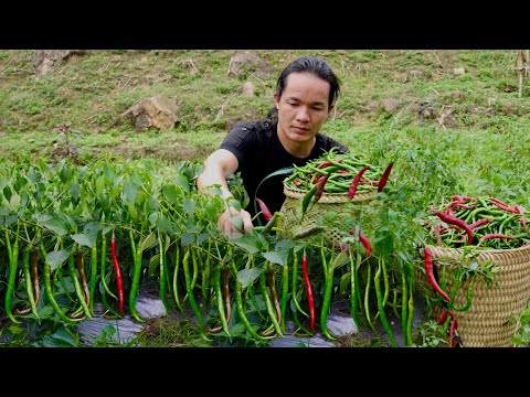 Harvested 30kg of Spicy Chili to Make a Year’s Worth of Hot Sauce – No Preservatives, No Spoiling .