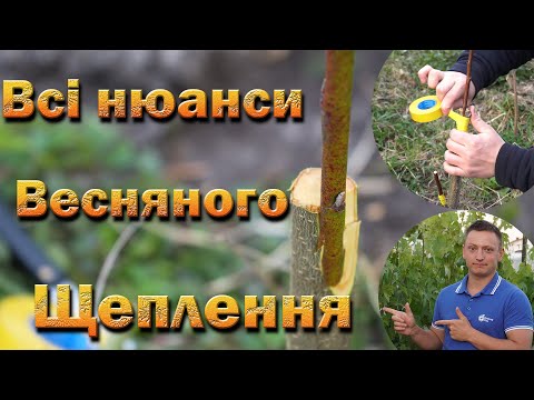 Щеплення повне відео. Коли щепити. Які підщепи. Копуліровка, у розщіп.