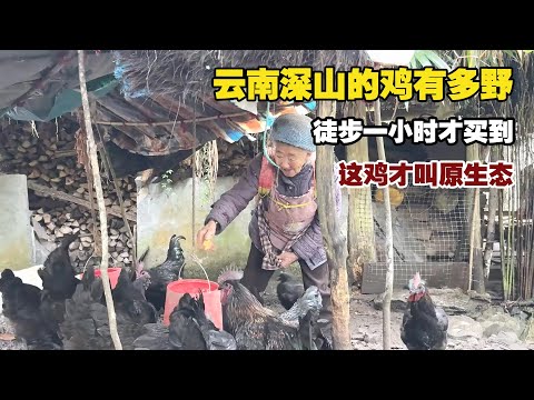 How Far Would You Go For The Perfect Chicken? A One-Hour Mountain Trek For A Truly Wild Taste.