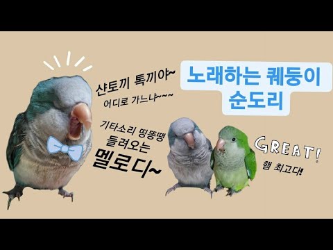 Quaker Parrot Sundori♡Buchu (Daeto the Park song, the best among talking birds!! You'll regret mi...