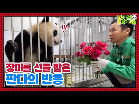 (SUB) Man Who Confesses to Panda🌹 │ Panda World🐼