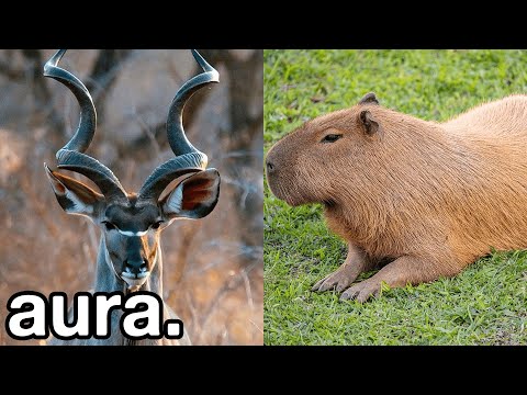 Ranking the Animal Kingdom Again