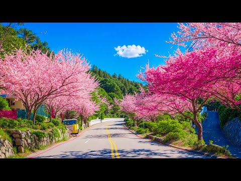 Calming music helps relieve stress and anxiety 🌿 Music helps restore the mind #8