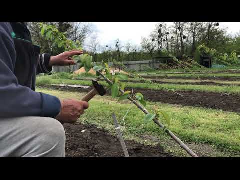 The second stage of cherry tree formation using the UFO method (update)