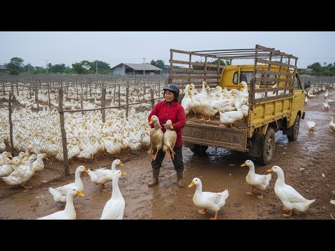 Harvesting Ducks from Local Farmers for Market Sale, Cooking Fermented Tofu Duck Stew