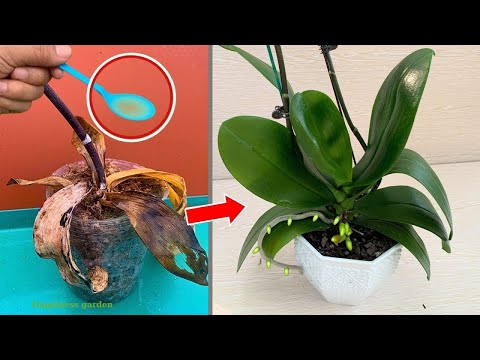 It's amazing! It can revive any rotting orchid instantly