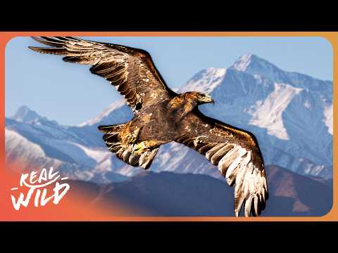 This Deadly Eagle Eats 500 Snakes A Year