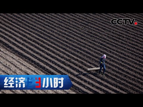 东北黑土肥力透支，万年黑土如何新生？「经济半小时」20220907 | CCTV财经