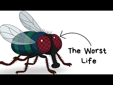 Why It Sucks to Be Born as a Fly