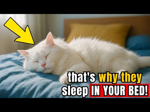 If Your Cat Sleeps in Your Bed, They’re Trying to Tell You This!