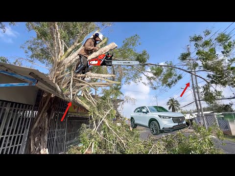 A man sawed down a large green tree in the middle of his yard, causing it to fall onto a busy road.