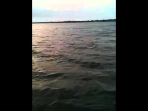 Plumber & porpoise friend