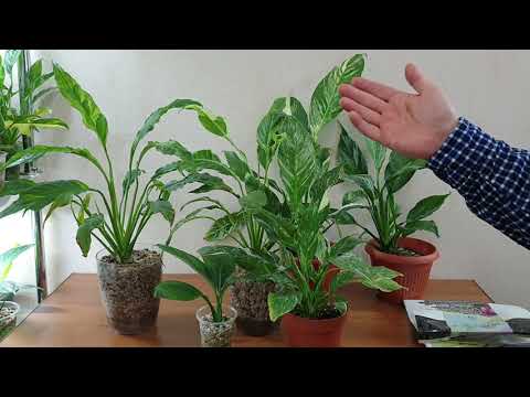5. два способа вырастить спатифиллум. органика и минеральный субстрат   t.me/fdob59   vk.com/fdob59