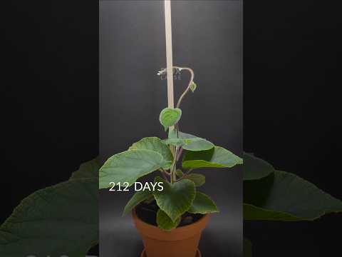 224 days in 44 seconds. Kiwi timelapse 🥝