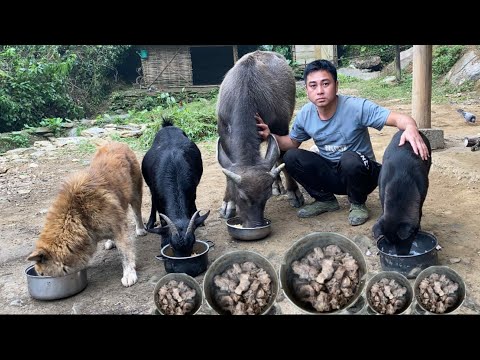 a man who cooks delicious food and takes care of pets like members of his family