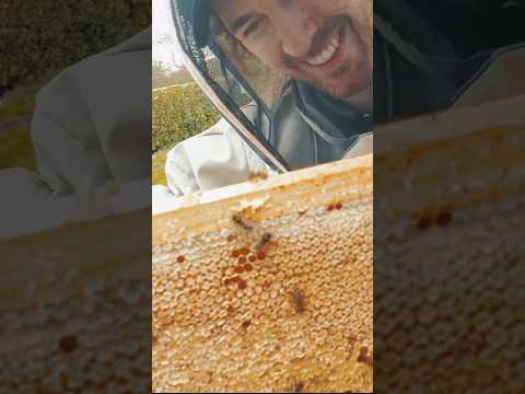 You're #TooSweet for me 🐝