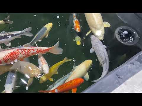 Как получить прозрачную воду в водоеме с карпами КОИ? ОЗОН в работе!