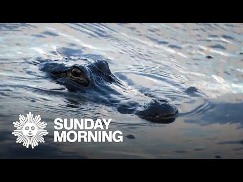 Nature: Alligators in Florida