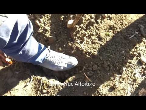 Cum plantam nucii altoiti - demonstratie in comuna Cupseni, jud. MM - NuciAltoiti.ro