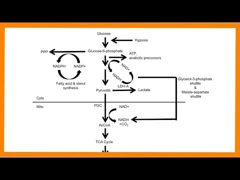 Glycolysis