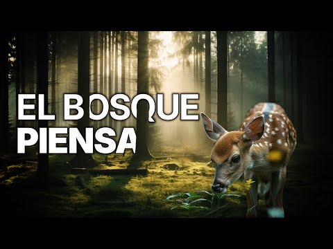Los Secretos del Bosque | Adaptaciones Sorprendentes
