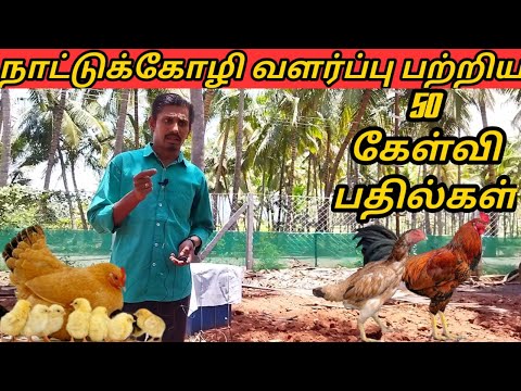 nattu koli valarpu tamil|நாட்டுகோழி வளர்ப்பு முறை|nattukozli