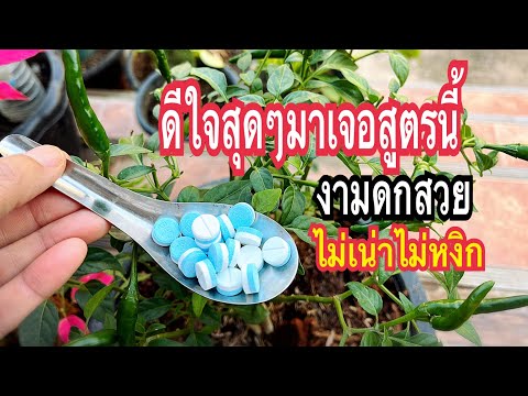 ง่ายสุดแชร์เลย!!สูตรแก้พริกเน่าได้แล้วเร่งดอกผลเต็มทั้งสวนผักสวยงามใบเขียวสูตรเจ้าของสวนแม่ก้อยพาทำ