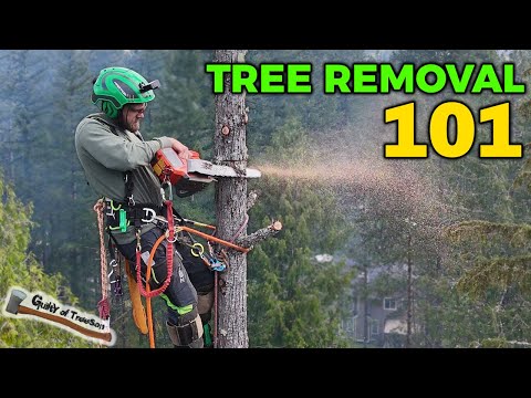 WORLDS BEST CLIMBING TUTORIAL!! How to Climb and Remove a Tree