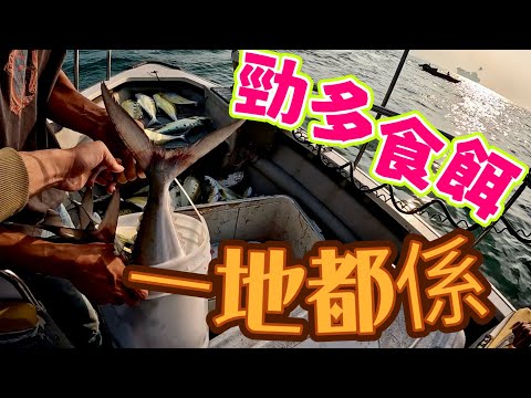 魚情泛濫|船家:下面好多魚.. |釣唔多壓力仲大過打龜|#香港釣魚 #啊濤#fishing