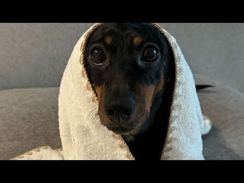 닥스훈트 주인이 말하는 닥스훈트 성격