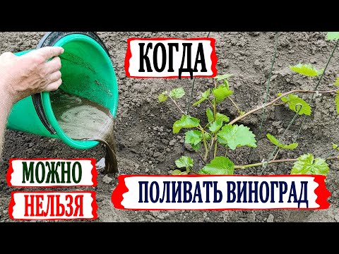 🍇 Без ЭТОГО виноград плохо растет и плодоносит! Когда МОЖНО и НЕЛЬЗЯ поливать и кормить виноград?