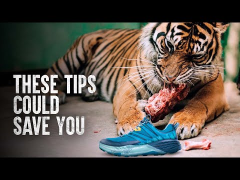 The Worst Things To Do in a Tiger Attack