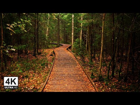 After Rain Morning Walk 🌿| Health Forest - Hyvinkää, Finland