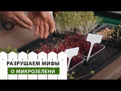 Разрушаем мифы о микрозелени