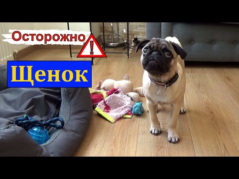 Щенок был МОНСТРОМ! Воспитание и дрессировка щенка. Мопс всё грызет и рвет!!! Непослушная собака.