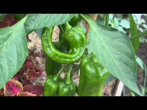 Все остановилось в росте, Урал заливает с небес!Обзор из Уральской теплицы-томаты, перцы и огурцы!