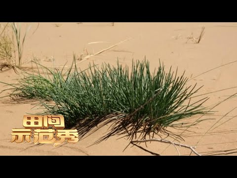 过去是草，现在是宝！沙葱种植门道多，掌握这些种植要领，致富前景很可观！丨「田间示范秀」20220620