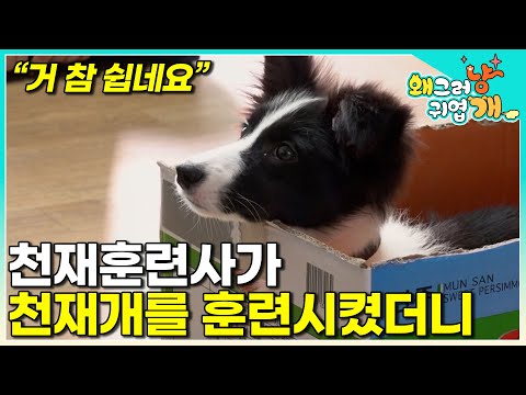 A dog with sparkling eyes who finally found the training that suits him│#Whyisthatcutedog