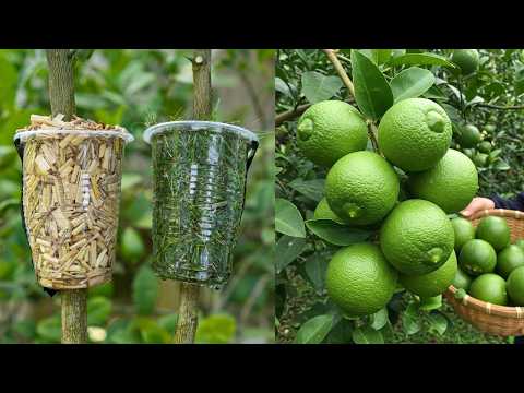 🌿Lemon Tree Propagation MADE EASY with Air Layering