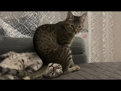 Cats Being Unpredictable