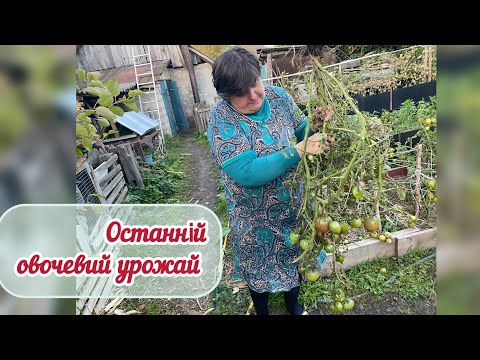I save tomatoes from frost... my varieties of cucumbers and tomatoes.