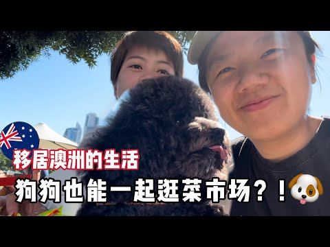 🇲🇾马来西亚不可能发生的事！🇦🇺在澳洲竟然可以带狗狗一起逛Pasar?!🔥