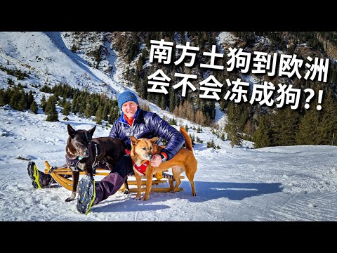 [ENG中文 SUB] Bring my Chinese DOGS to PLAY IN THE SNOW!